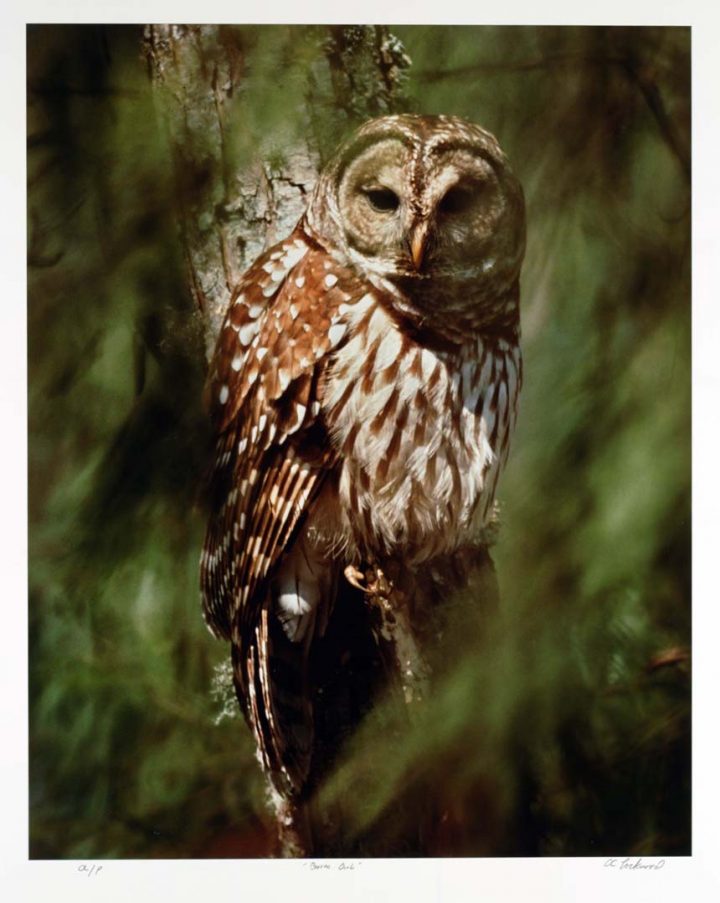 Barred Owl