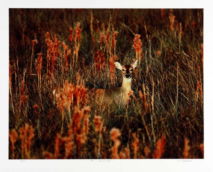 Doe in Broomsedge