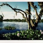 Oaks and Hyacinths