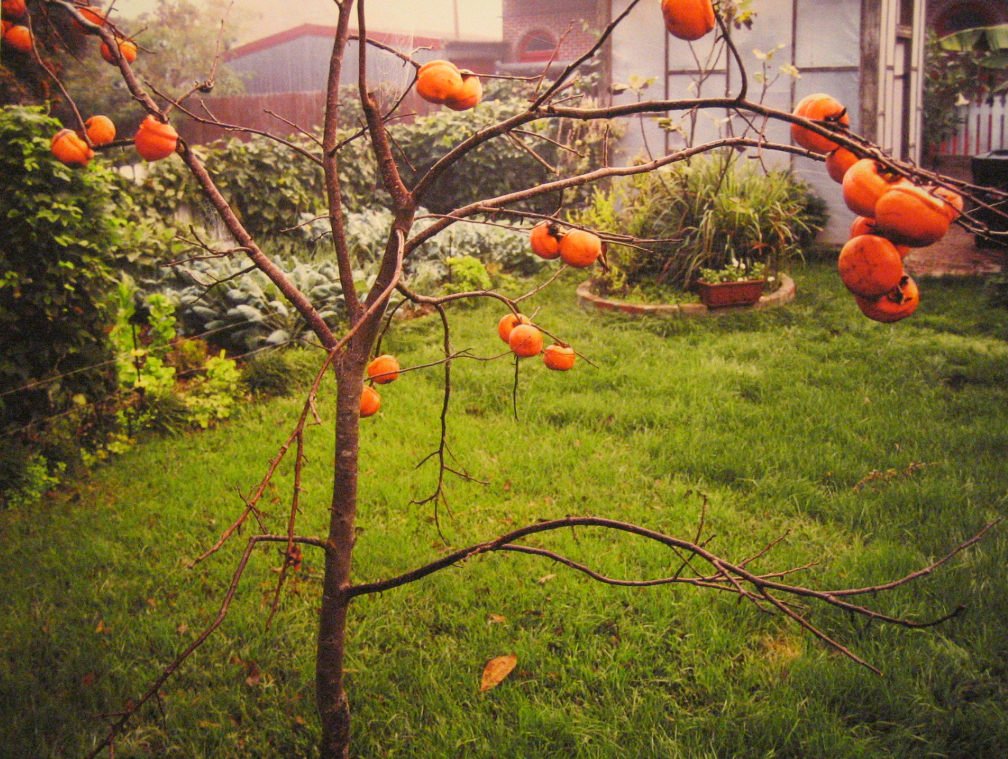 Persimmons, 255 Beverly Drive