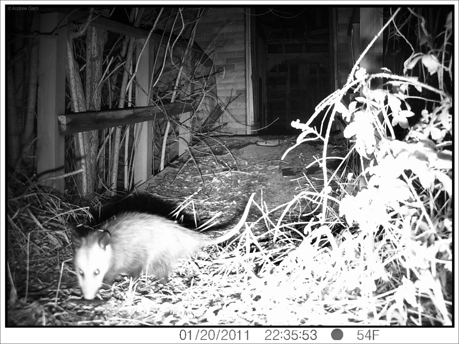 Possum, 4705 N. Tonti St., January 20, 2011, 10:35:55, 54f